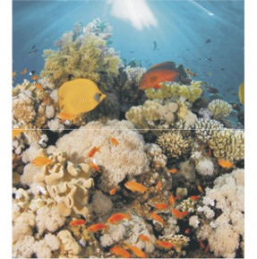  Dec Corals